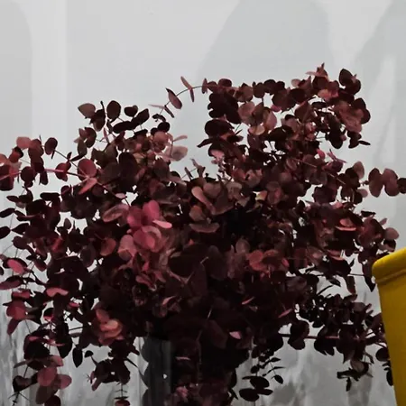 Descalzos Free Parking