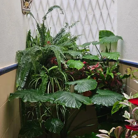 Descalzos Free Parking