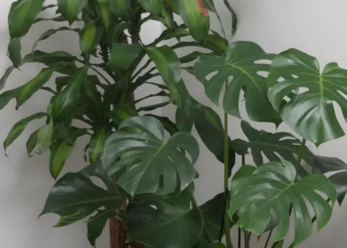 Descalzos Free Parking 公寓 龙达