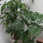 Descalzos Free Parking 公寓 龙达