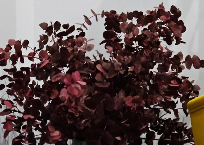 Descalzos Free Parking